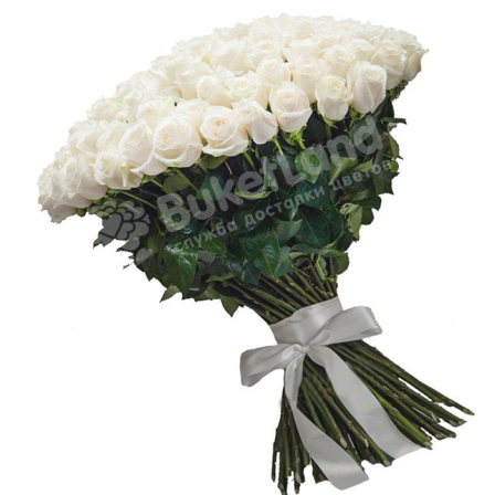 101 белая голландская роза Mondial/White Chocolate фото