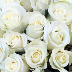 101 белая роза 50 см фото