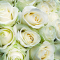 101 белая роза 60 см фото