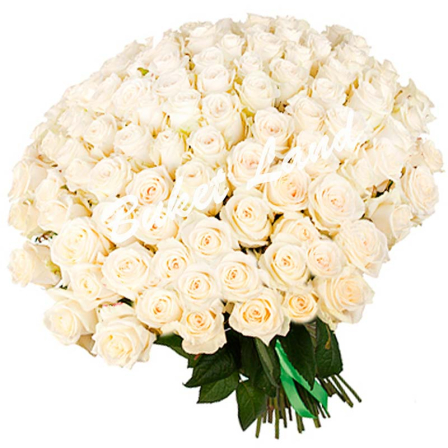101 белая роза 70 см фото
