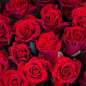 101 красная роза 50 см фото