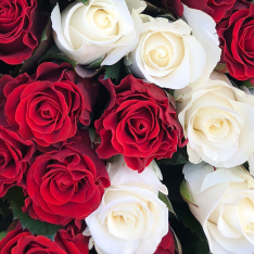 101 роза микс красно-белая 50 см фото