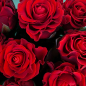 11 красных роз 50 см фото