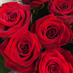 11 красных роз 60 см фото