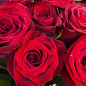 15 красных роз 60 см фото
