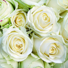 151 белая роза 60 см фото