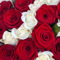 151 роза микс красно-белая 60 см фото