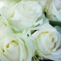 21 белая роза 60 см фото