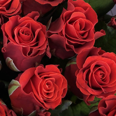 21 красная роза 50 см фото