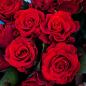 25 красных роз 50 см фото