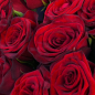 31 красная роза 60 см фото