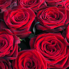 33 красных роз 60 см фото