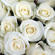 51 белая роза 50 см фото