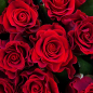 51 красная роза 50 см фото