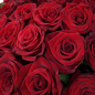 51 красная роза 60 см фото