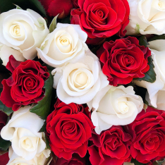51 роза микс красно-белая 50 см фото