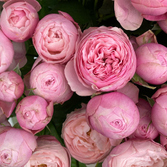 Кустовая пионовидная роза Сильва Пинк  фото