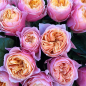 Букет из 37 пионовидных роз фото