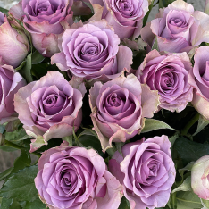Фиолетовая голландская роза фото
