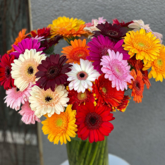 Buy gerberas Kiev - Delivery of bouquets with gerbera in Kiev