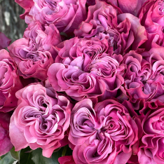 Голландская пионовидная роза Квин Краун 