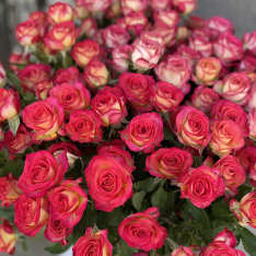 Кустовая голландская роза Саммер Денс фото