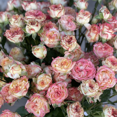 Кустовая голландская роза Шоу Флоу фото