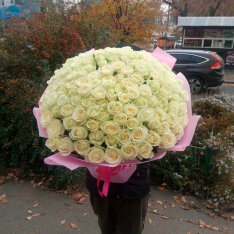151 белая роза Аваланч 60 см фото