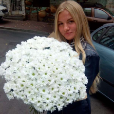 35 белая хризантема фото
