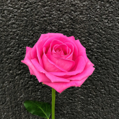 Роза Аква 