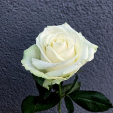 Белая роза Аваланч 